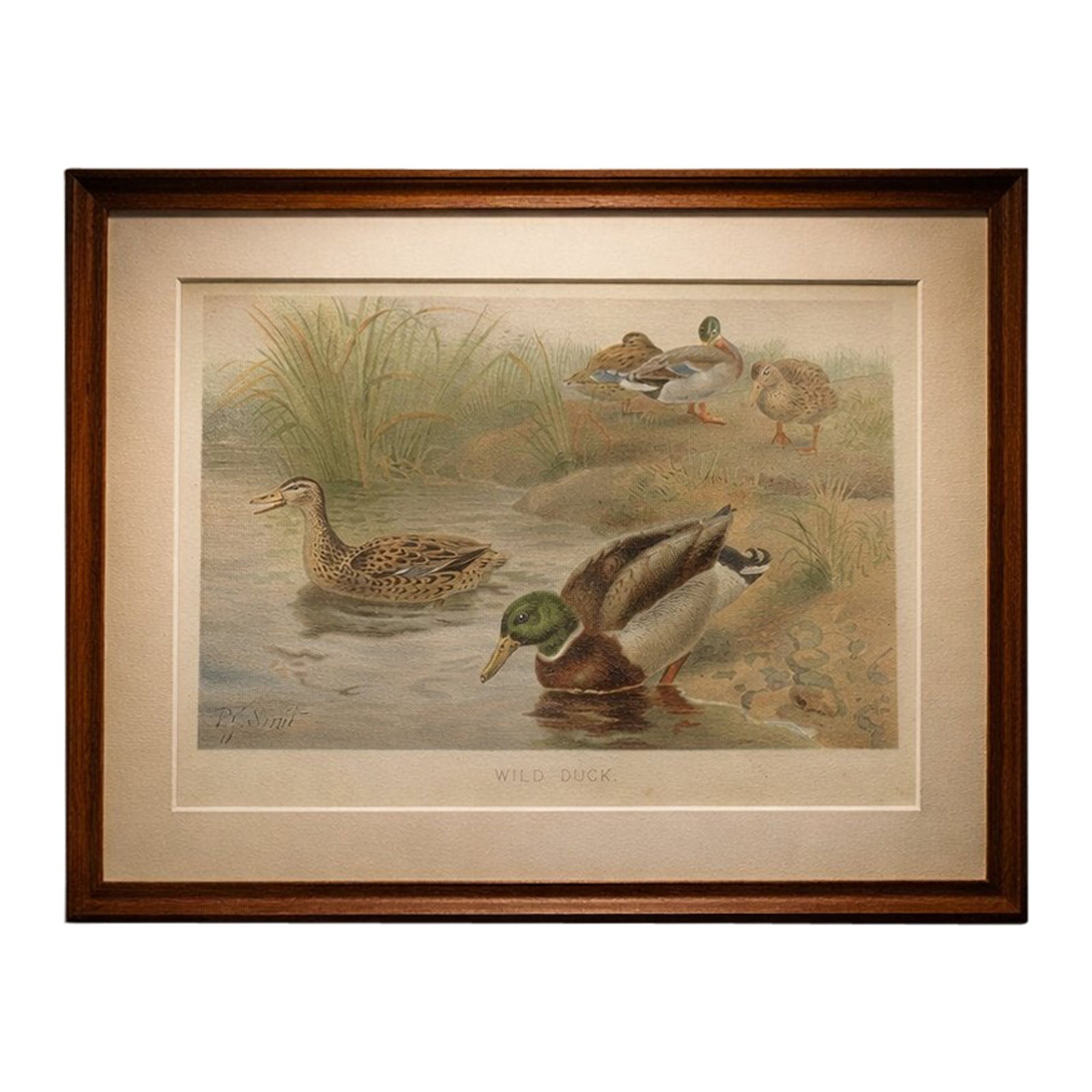 Antique Wild Duck Print Mallard Ducks Wetland Scene Chromolithograph c.1895