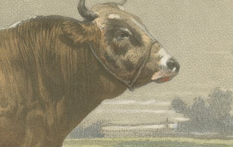 Parthenais Bull, Antique Cattle Print after Van Marcke, 1873, view 4