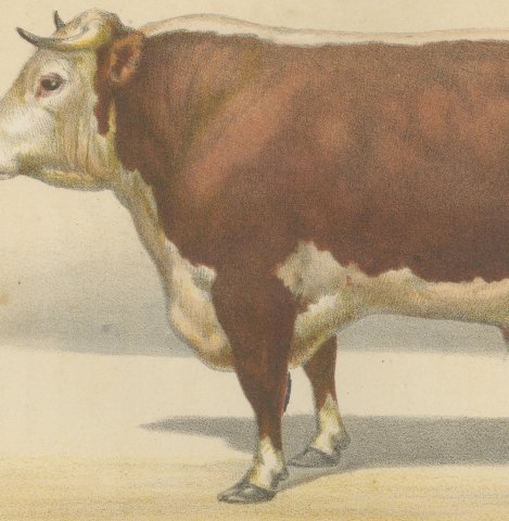 Hereford Bull, British Cattle Chromolithograph from Animaux de la Ferme, 1863, close-up 2