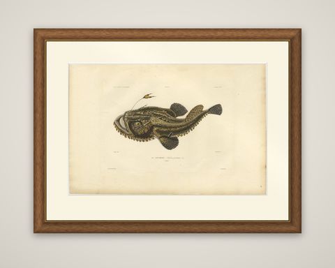 Antique Ichthyology Print, Anglerfish (Lophius piscatorius), Gaimard 1842, shown framed