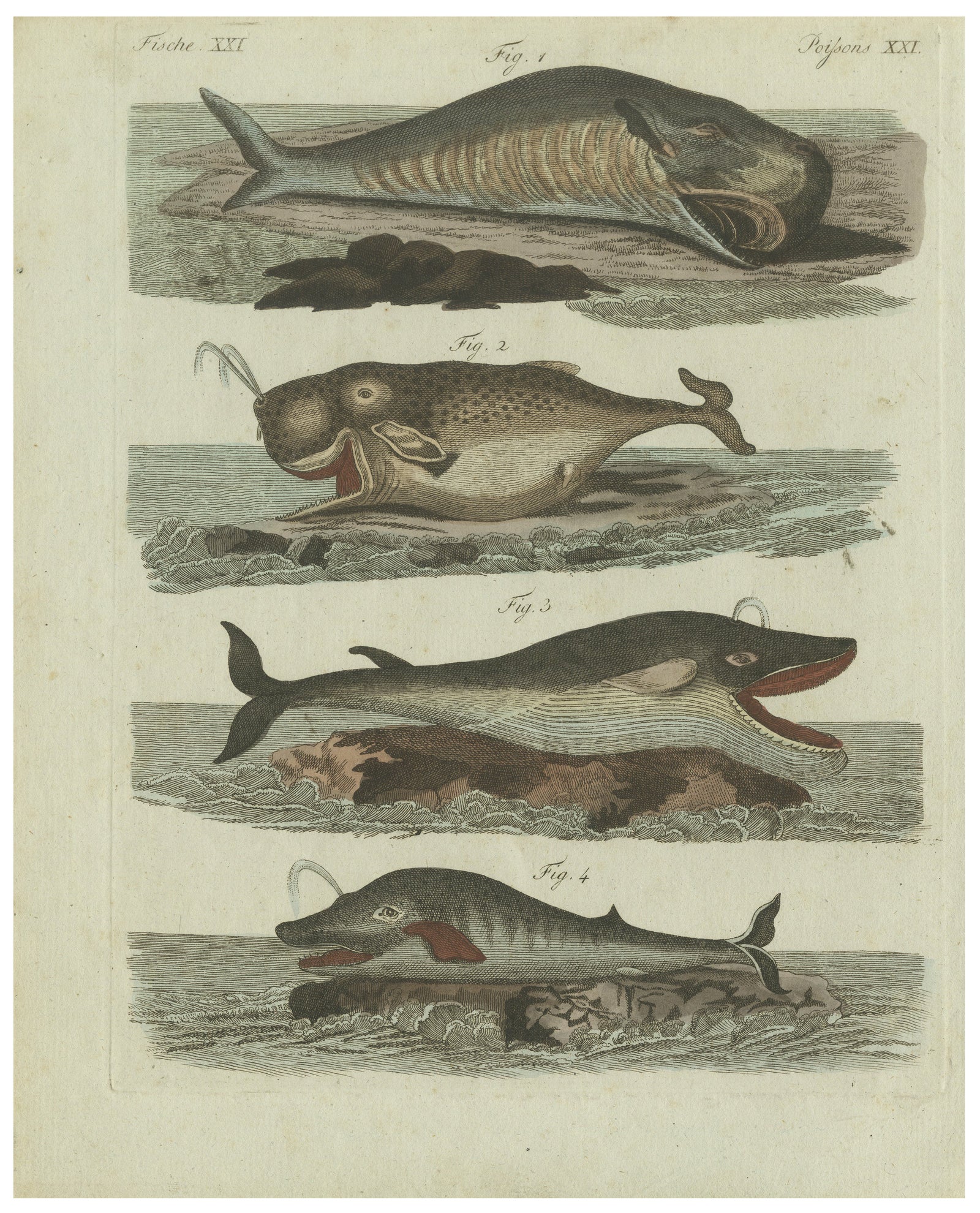 Original Antique Print of Sperm Whale and North Atlantic Whales, ca.1800