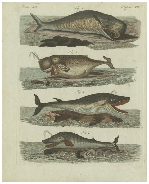 Original Antique Print of Sperm Whale and North Atlantic Whales, ca.1800