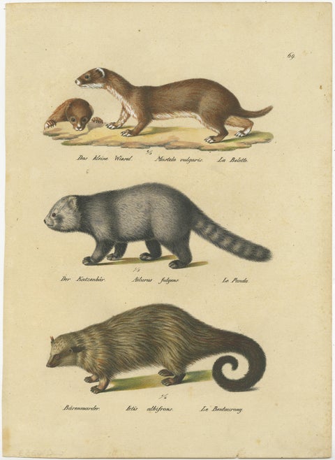 Antique Hand Colored Print of a Weasel, Panda and Wolverine, view 2