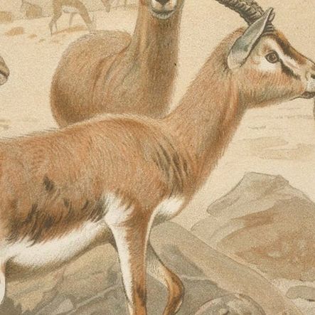 Dorcas Gazelle, Antique Desert Antelope Chromolithograph, 1894, close-up 2