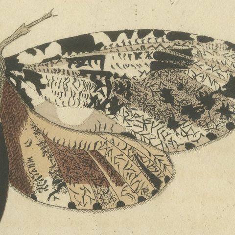 Two Large Exotic Moths, Antique Bertuch Print, circa 1815, close-up 3