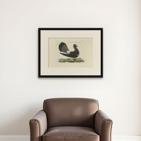 Antique Bird Print of the Fantail Pigeon by Sepp & Nozeman, 1829, shown framed on a wall