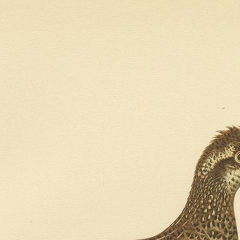 Vintage Bird Print of the Hazel Grouse 'Female' by Von Wright, 1929, close-up 1