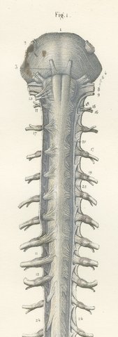 Spinal Nerve Roots along the Whole Cord, Hirschfeld Double Folding Plate, 1866, view 3