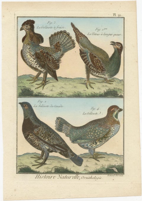 Authentic, Brightly Hand-Colored, Rare Copper Engraving of Four Birds (1792), view 2