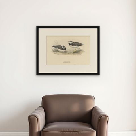 Antique Bird Print of the Ring Dotterel by Gould, 1832, shown framed on a wall