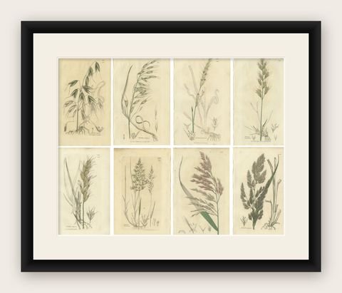Set of 8 Antique Botanical Engravings of Avena, Arundo & Meadow Grasses, c.1830, shown framed