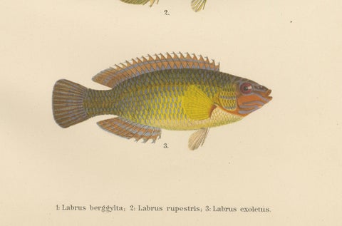 Colorful Scandinavian Wrasse Trio - Stunning Hand-Coloured Fish Lithograph, 1895, close-up 5