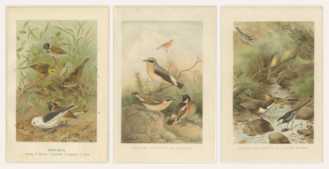 Antique Bird Lithographs Set of 3, Buntings Wheatear Wagtail, 1895, view 2