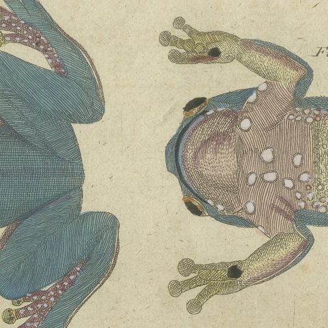 Four Tree Frogs Including a Blue Frog, Antique Bertuch Print, Vienna, circa 1815, close-up 4