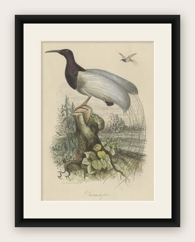 Antique Print of a Beautiful Handcolored Sugarbird, 1854, shown framed