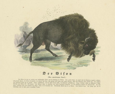 Der Bison (American Bison) - Hand-Colored Zoological Print, Circa 1840, close-up 4