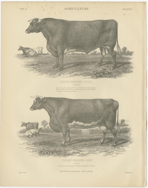 Set of 5 Antique Prints of Farm Animals Cow, Bull, Sheep, Pig, circa 1879, view 4