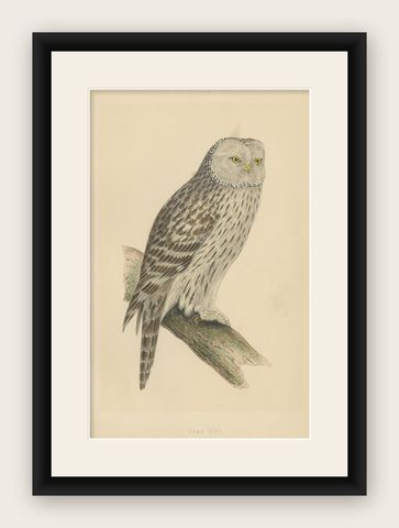 Antique Bird Print of an Ural Owl, shown framed