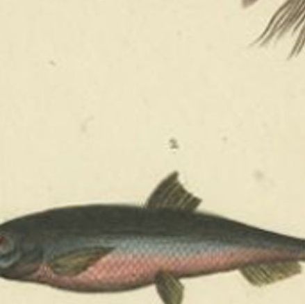 Antique Print of the Sardine and Other Fish species, 1844, close-up 1