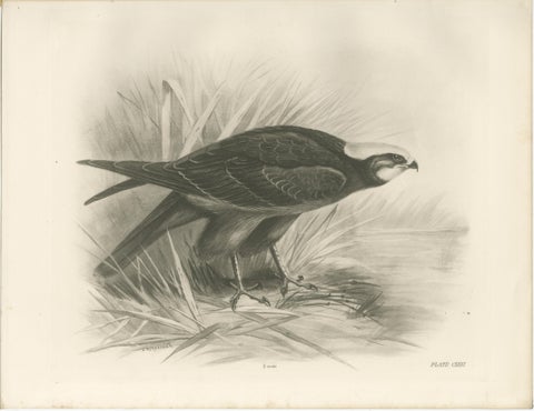 Pair of Marsh and Hen Harrier Bird Prints by Stonham, 1908, view 4
