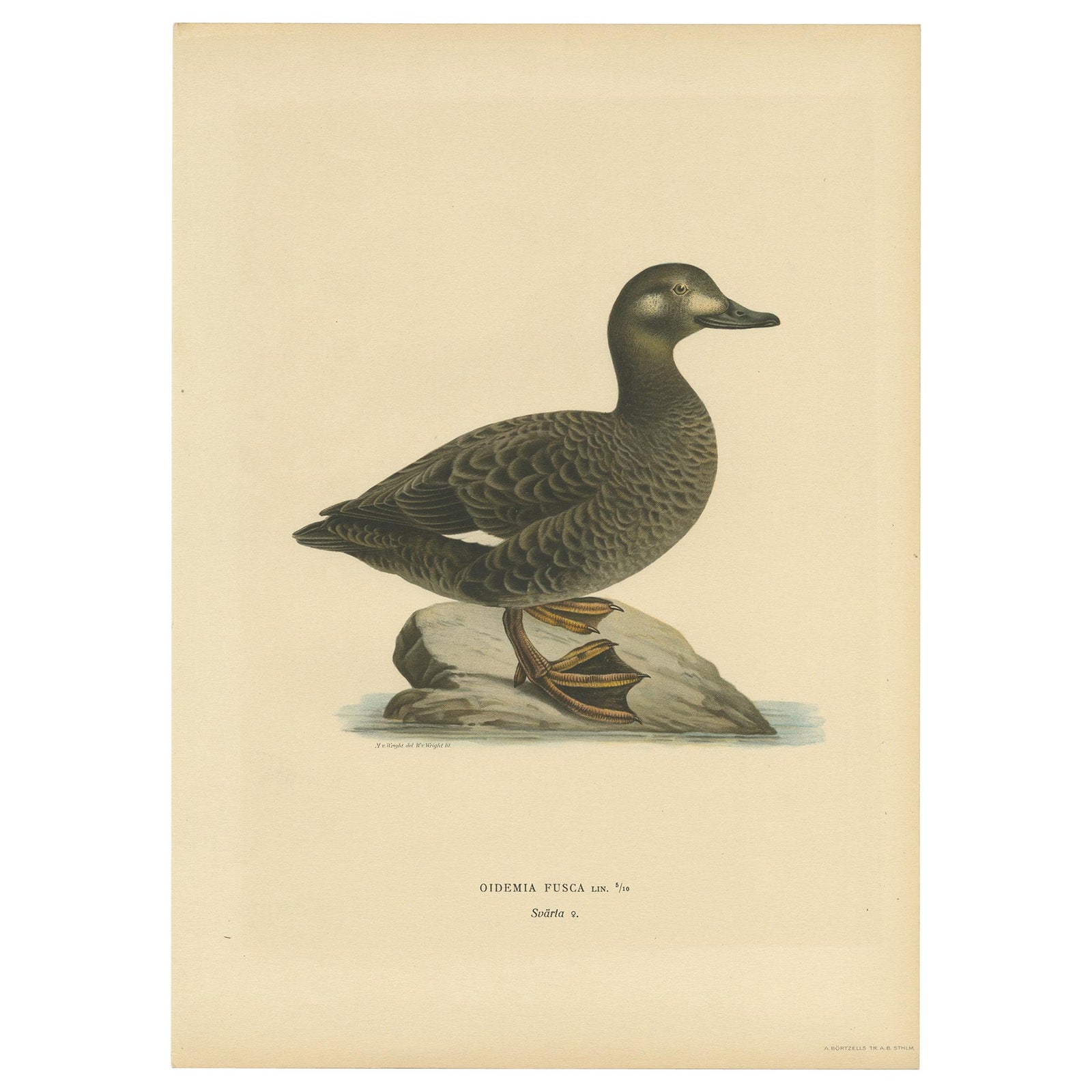 Antique Bird Print of the Velvet Scoter by Von Wright '1927'