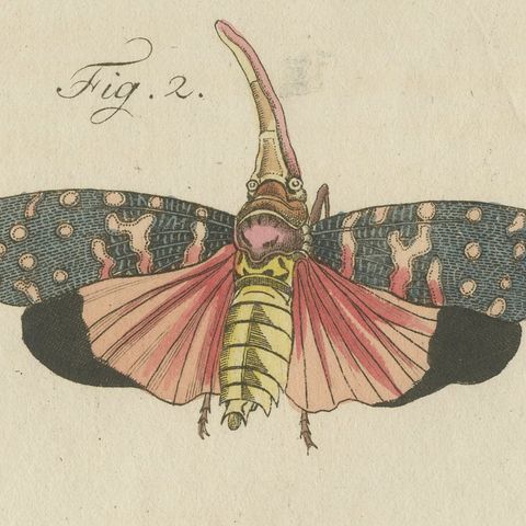 Walking Leaf and Chinese Lantern Fly, Antique Bertuch Print, Vienna, circa 1805, close-up 1
