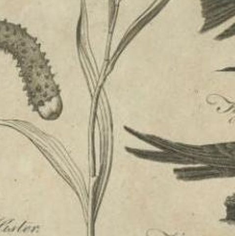 Antique Print of Passerine Birds and Insects, 1797, close-up 2