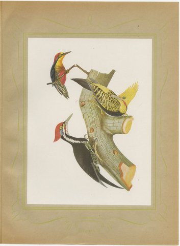 Large Woodpeckers, Brazilian Bird Print, Descourtilz, 1944, view 2