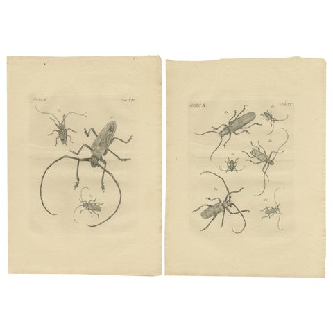 Set of 2 Antique Prints of Various Beetles