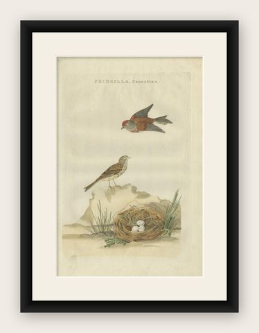 Antique Bird Print of the Common Linnet by Sepp & Nozeman, 1789, shown framed