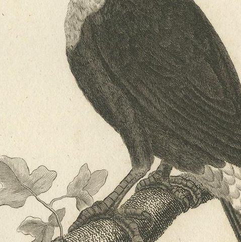 Popular Antique Bird Print of the Toco Toucan, 1811, close-up 2