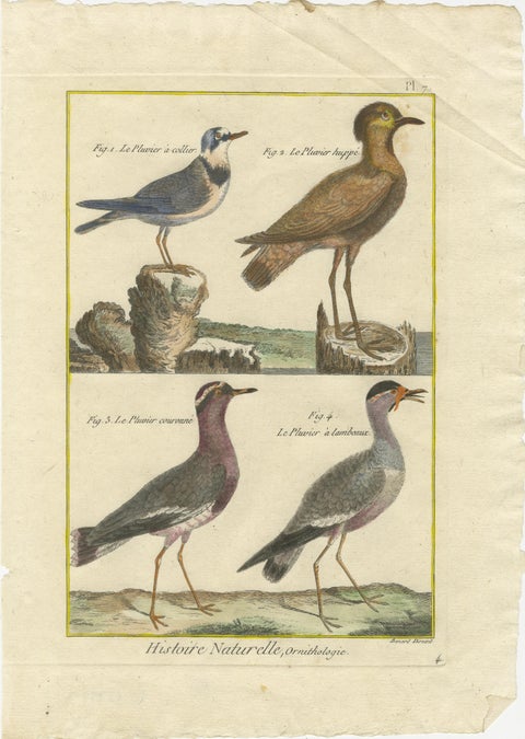 Hand-Colored Engraving of Plovers and Lapwings from Histoire Naturelle, 1790, view 2