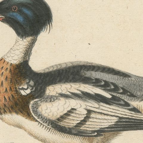 The Red-Breasted Merganser: Hand-Colored Engraving Published in c.1770, close-up 2