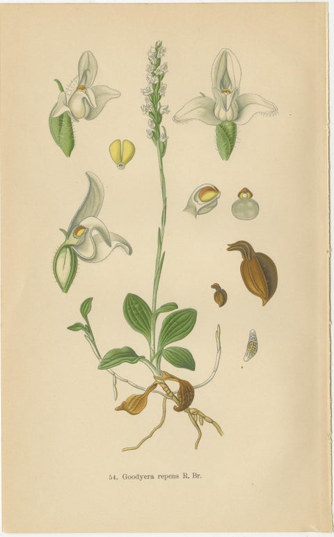 Orchid Elegance: Masterpieces of Botanical Illustration from 1904, view 4
