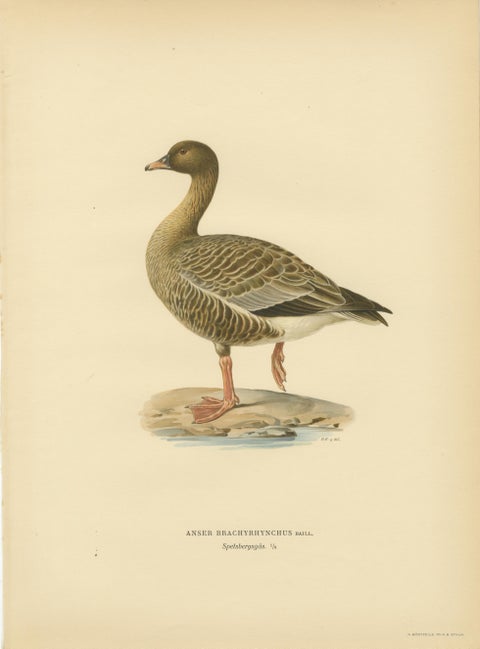 Vintage Scandinavian Ornithology Lithographs, Geese of Northern Europe, 1929, view 7