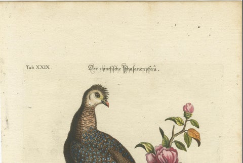 Chinese Peacock-Pheasant, Hand-Colored Engraving by Edwards & Seligmann, c.1770, close-up 1