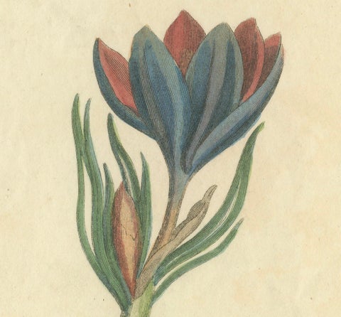 Old Botanical Quartet: Portraits of Flax, Tobacco, Saffron, and Patience, 1823, close-up 2