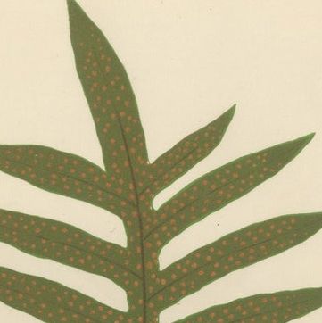 Antique Victorian Fern Botanical Prints, Polypodium Decorative Study Set 1856, close-up 1