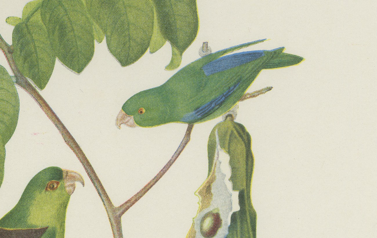 Parrotlets and Small Parrots, Brazilian Bird Print, Descourtilz, 1944, view 3