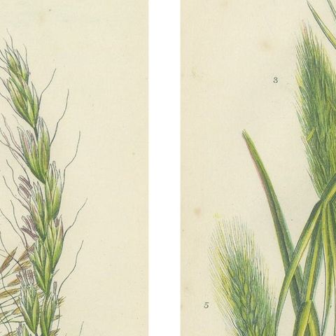 Antique Botanical Engravings of Grass and Rush Species, 1873, close-up 1