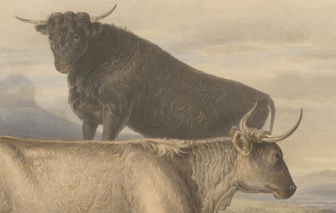Cow and Young Bull of the West Highland Breed from the Scottish Highlands - 1840, close-up 3