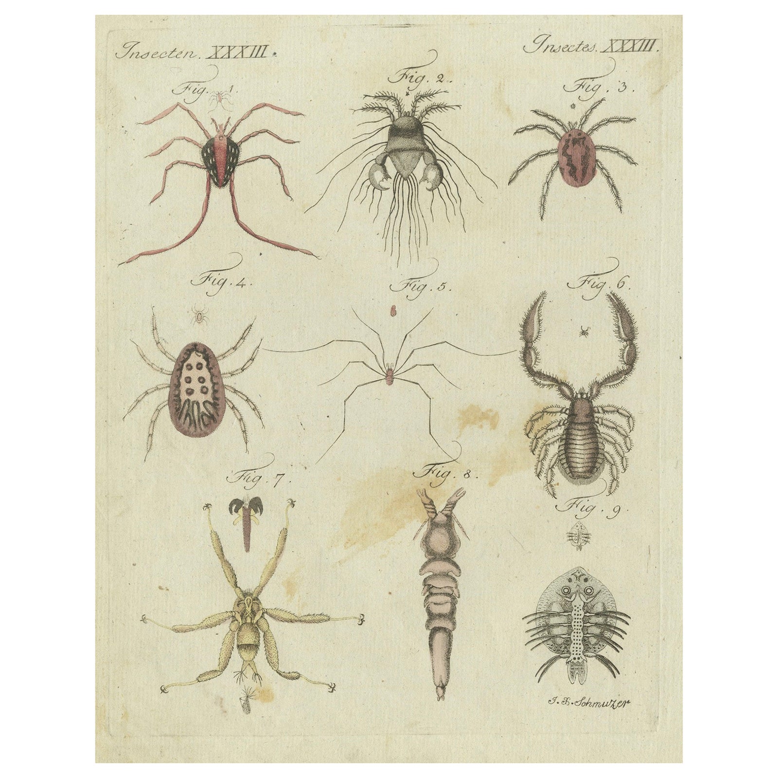 Mites and Spiders: Hand-Colored Engraving from Bertuch's Bilderbuch für Kinder