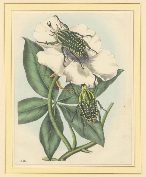 1858 Hand-Colored Lithograph of Flower Beetles on a Blossom, close-up 1