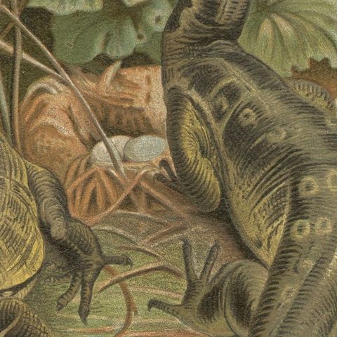 Water Monitors Robbing a Nest, Antique Reptile Wildlife Print, 1895, close-up 5