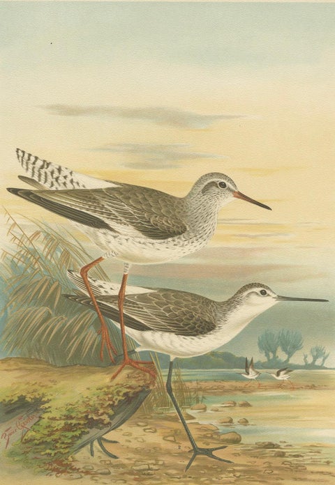 Redshank and Marsh Sandpiper, Antique Shorebird Lithograph c.1895, close-up 5