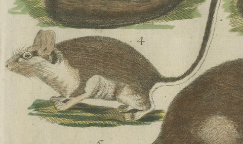 Hand-Colored Antique Illustrations of Various Rodent-like Animals, circa 1820, close-up 3