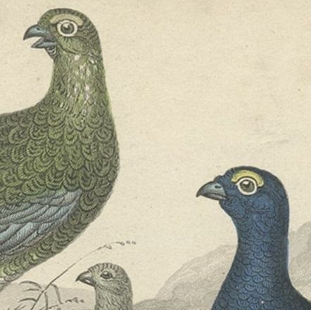 Old Bird Print of a Partridge, Red Grouse, Ptarmigan, Black Cock and a Hen, 1862, close-up 1