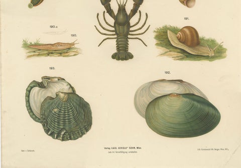 Large Antique Zoology Poster, Crayfish, Leeches, Snails, Insects c.1880, close-up 3