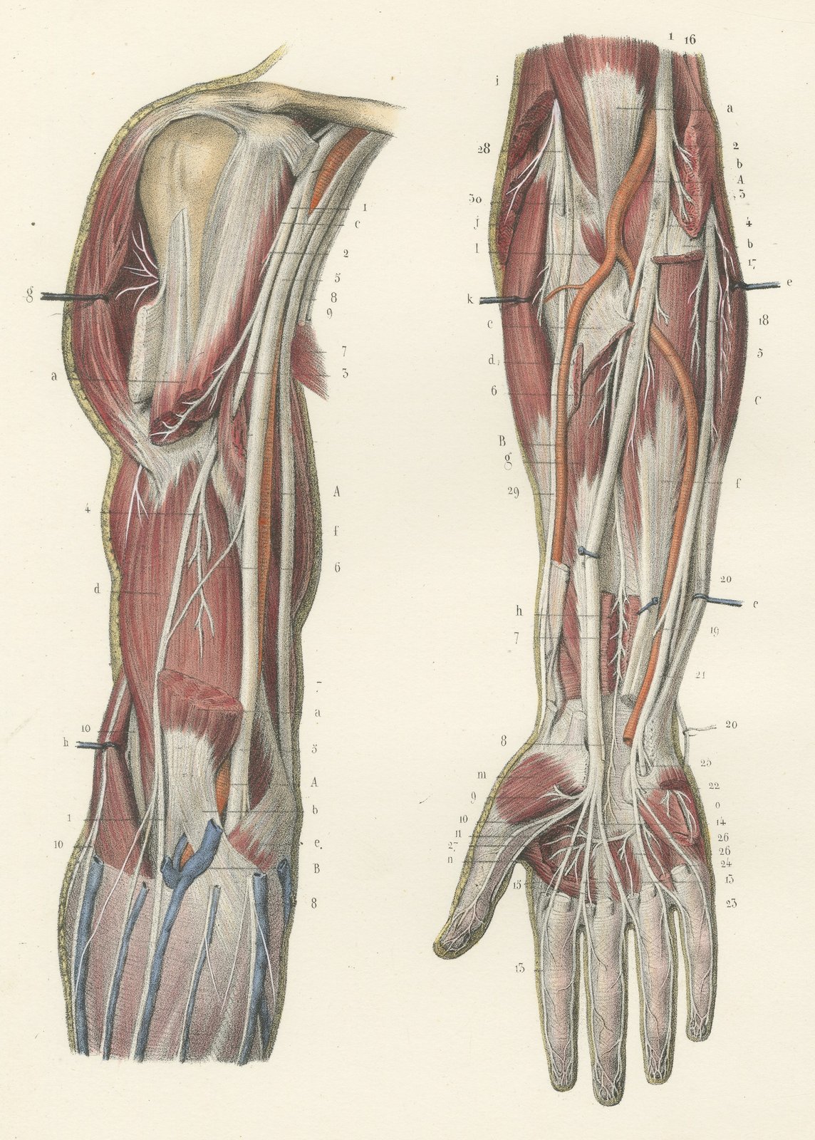 The Humerus and the Nerve Trunks of the Arm, Hirschfeld Anatomy Print, 1866