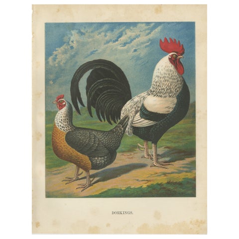 The Noble Dorking Chicken - A Rare 19th Century Poultry Lithograph